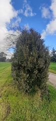 Buxus sempervirens