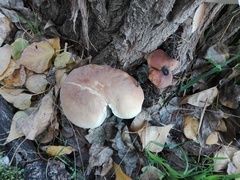 Cyclocybe cylindracea