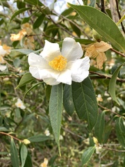 Camellia rhytidocarpa