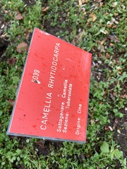 Camellia rhytidocarpa