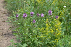 Betonica betoniciflora