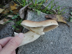 Cyclocybe cylindracea