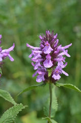 Betonica betoniciflora