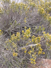 Helichrysum hamulosum