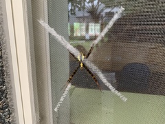 Argiope aetheroides