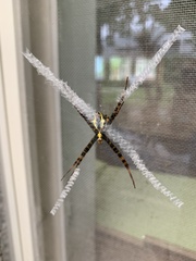 Argiope aetheroides