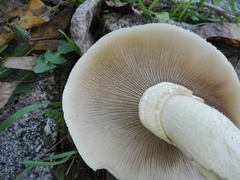 Cyclocybe cylindracea
