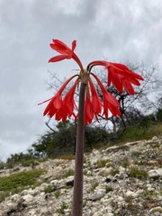 Cyrtanthus fergusoniae