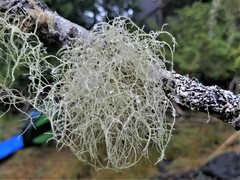 Usnea flavocardia
