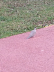 Streptopelia decaocto