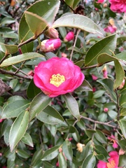 Camellia hiemalis