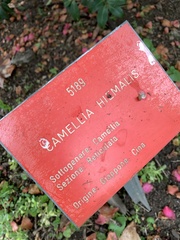 Camellia hiemalis