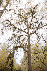 Tillandsia bartramii