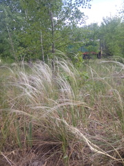 Stipa borysthenica