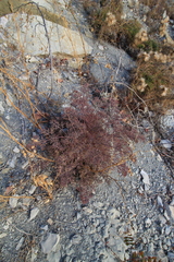 Seseli ponticum