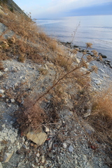 Seseli ponticum