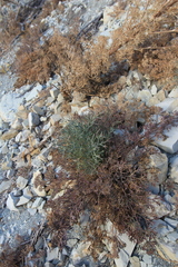 Seseli ponticum