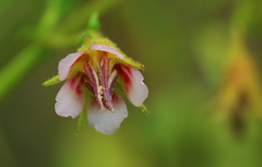 Hermannia boraginiflora