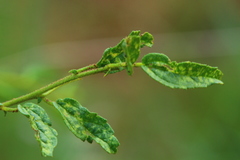 Hermannia boraginiflora