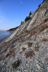 Seseli ponticum