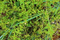 Hermannia boraginiflora