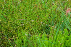 Hermannia boraginiflora