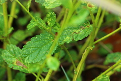 Hermannia boraginiflora