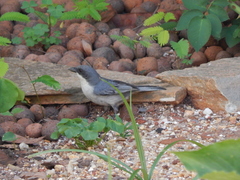 Microspingus cinereus