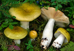 Russula graminea