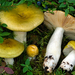 Russula graminea - Photo (c) Federico Calledda, some rights reserved (CC BY-NC), uploaded by Federico Calledda