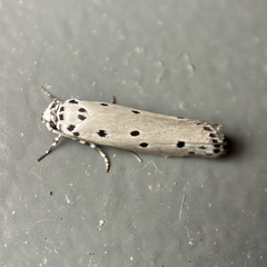 Ethmia heptasema