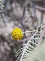 Vachellia haematoxylon