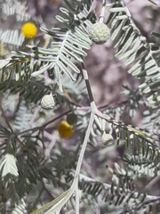 Vachellia haematoxylon