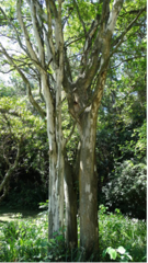 Libidibia ferrea leiostachya