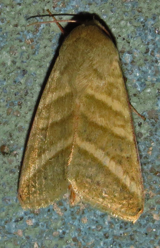 Tobacco Budworm Moth photo 5