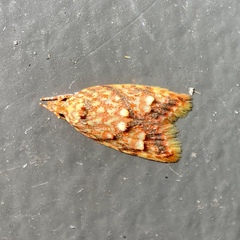 Lophopepla igniferella
