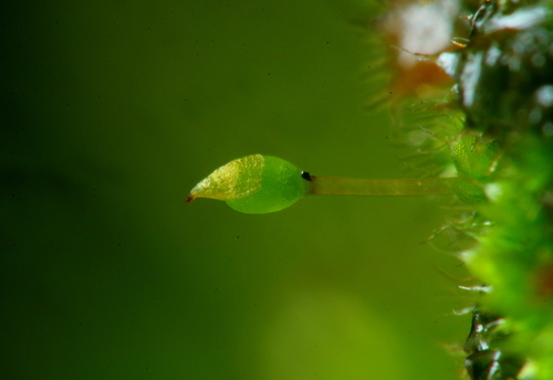 Fabronia pilifera observed 2020-12-16