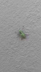 Naupactus auripes