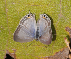 Catochrysops strabo strabo