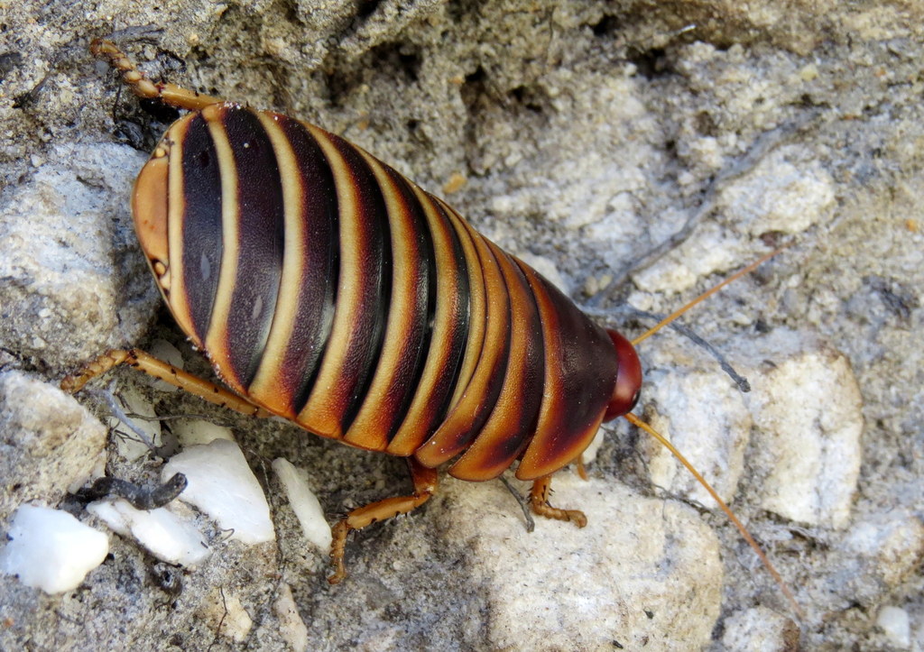 Cape Mountain Cockroach in December 2020 by Kobus Visser · iNaturalist