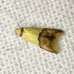 Hemibela oxyptera