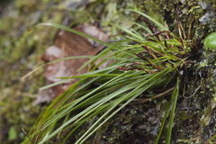 Carex digitata