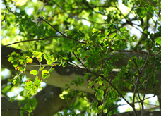 Libidibia ferrea leiostachya