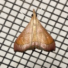 Hydrorybina polusalis