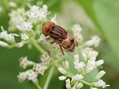 Eristalinus quinquestriatus