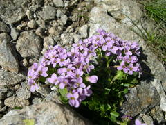 Noccaea corymbosa