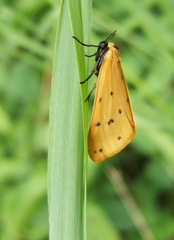 Setina irrorella