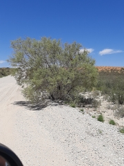 Vachellia haematoxylon