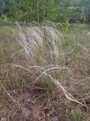 Stipa borysthenica