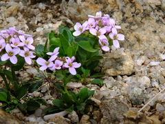 Noccaea corymbosa